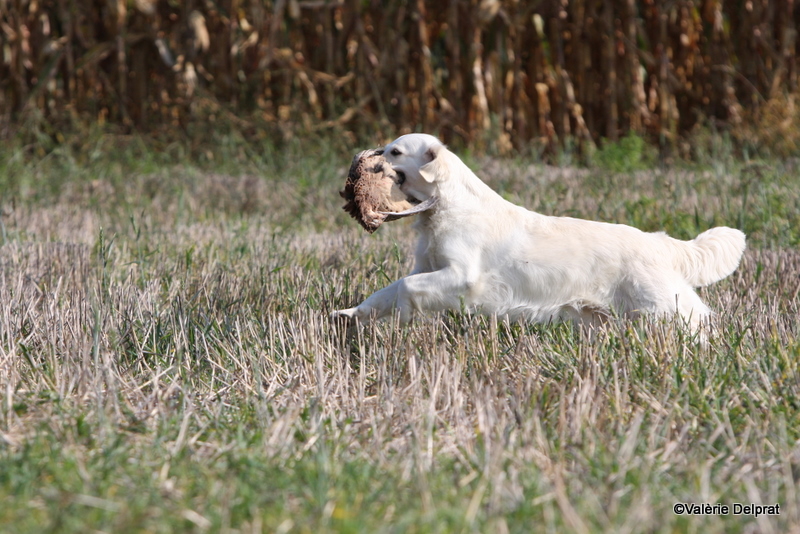 Field Erstein 09 (8).JPG